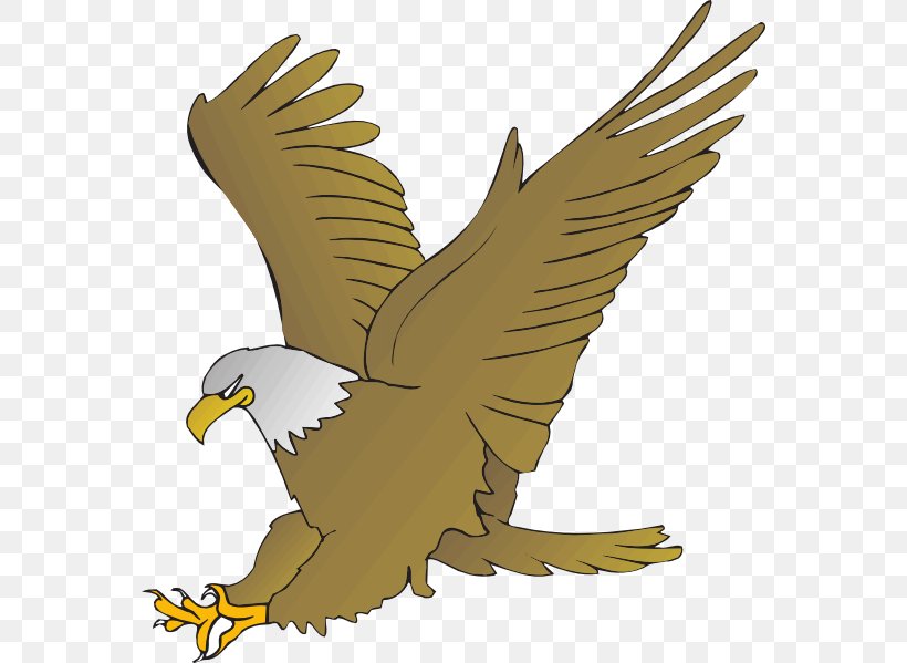 Bald Eagle Golden Eagle Clip Art, PNG, 564x599px, Bald Eagle, Accipitriformes, Beak, Bird, Bird Of Prey Download Free
