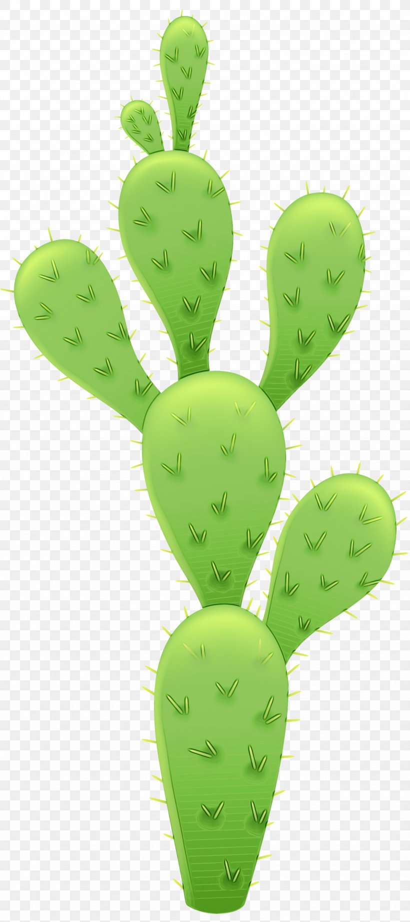 Bunny Ears Cactus Vector Graphics Plants Barbary Fig, PNG, 1334x2999px, Cactus, Barbary Fig, Bunny Ears Cactus, Cactus Flowers, Caryophyllales Download Free