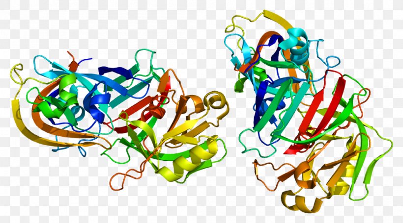 Cathepsin D Enzyme Cathepsin G Protein, PNG, 1052x584px, Cathepsin, Art, Chromosome, Chromosome 11, Enzyme Download Free