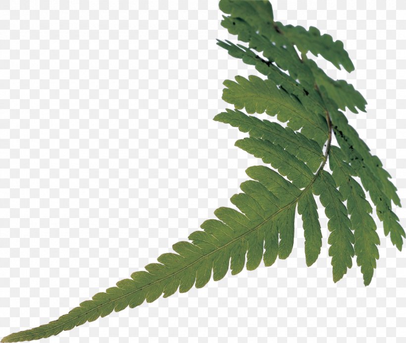 Fern Vascular Plant Plant Stem Leaf, PNG, 1280x1081px, Fern, Ferns And Horsetails, Leaf, Organism, Plant Download Free