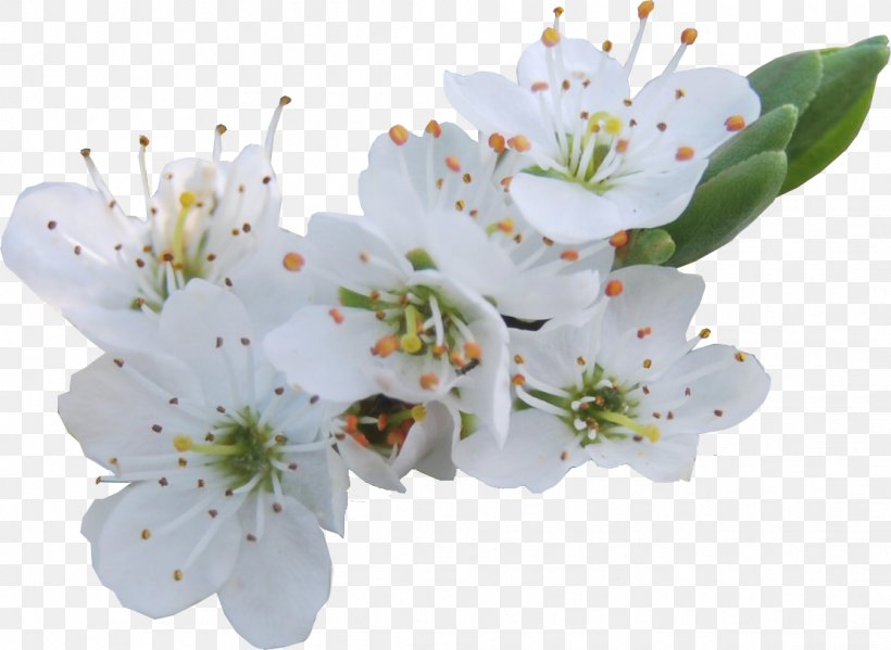 Flower Lilium Garden, PNG, 1112x813px, Flower, Blossom, Branch, Cherry Blossom, Flower Garden Download Free