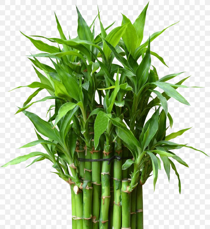 Lucky Bamboo Flowerpot Houseplant Stock Photography, PNG, 1400x1531px, Lucky Bamboo, Bamboo, Container, Container Garden, Dracaena Download Free