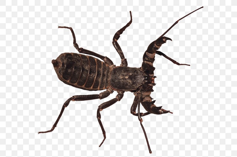 Weevil Beetle Pest Terrestrial Animal, PNG, 600x543px, Weevil, Animal, Arthropod, Beetle, Insect Download Free