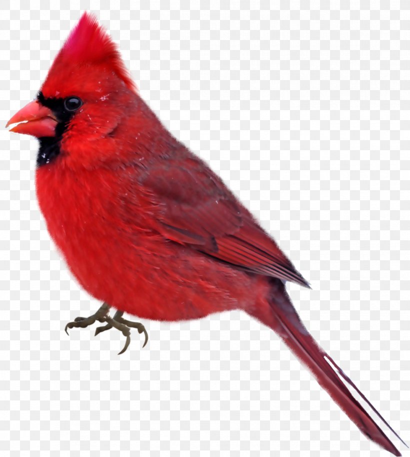Bird Clip Art, PNG, 979x1091px, Bird, Animal, Beak, Cardinal, Digital Image Download Free
