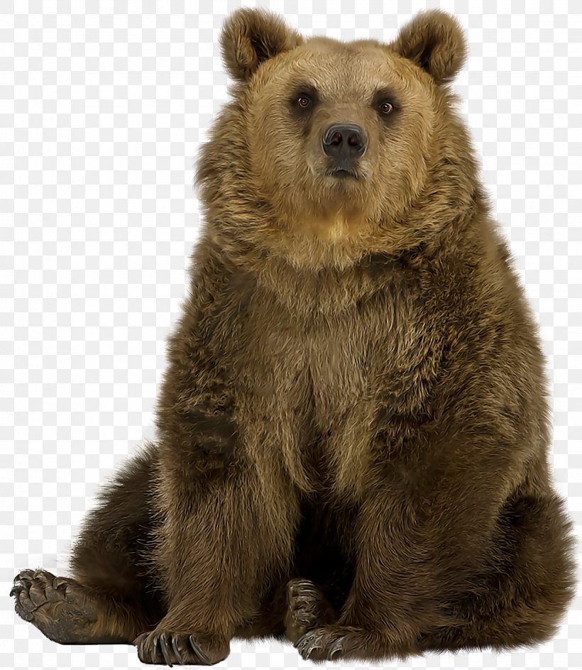 Brown Bear American Black Bear Polar Bear Grizzly Bear, PNG, 1990x2292px, Brown Bear, American Black Bear, Animal, Bear, Bears Download Free