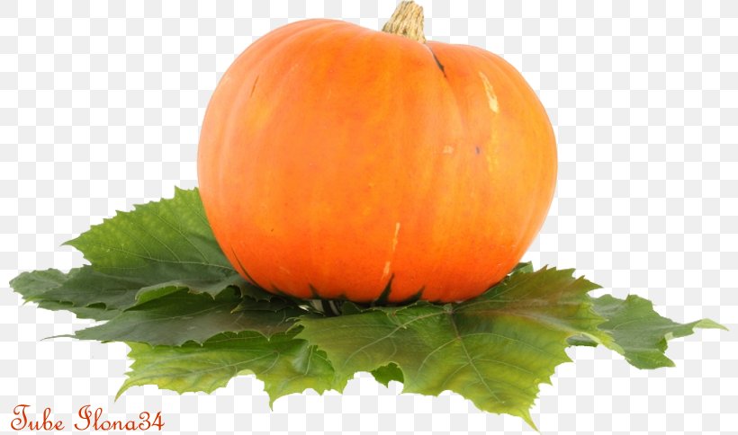 Candy Pumpkin Vegetarian Cuisine Cucurbita Gourd, PNG, 800x484px, Pumpkin, Calabaza, Candy Pumpkin, Commodity, Cucumber Gourd And Melon Family Download Free