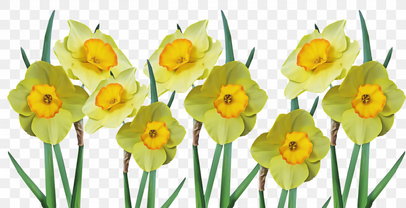 Floral Design, PNG, 2560x1312px, Wild Daffodil, Bunchflowered Daffodil, Daffodil, Floral Design, Flower Download Free