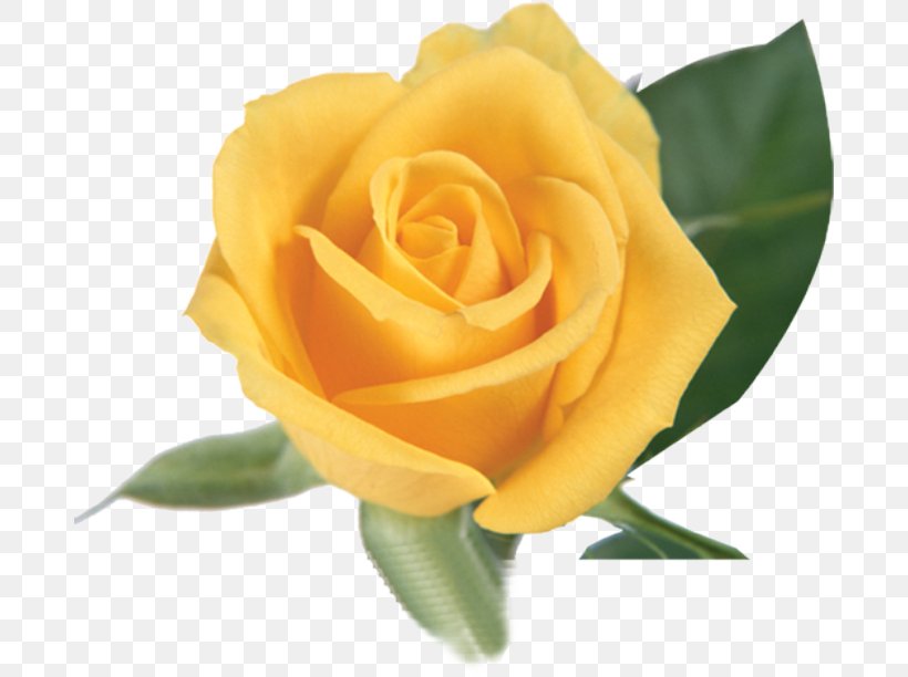 Garden Roses Yellow Centifolia Roses, PNG, 686x612px, Flower, Austrian Briar, Color, Cut Flowers, Floribunda Download Free