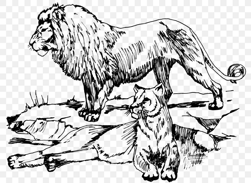 Lion Drawing Clip Art, PNG, 800x598px, Lion, Art, Artwork, Big Cats, Black And White Download Free