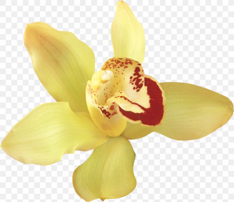 Orchids Flower Clip Art, PNG, 1200x1039px, Orchids, Cattleya, Color, Cut Flowers, Flower Download Free