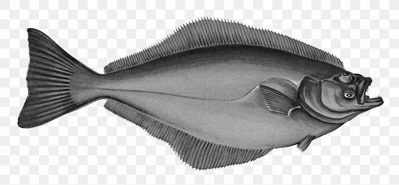 Atlantic Halibut Flatfish A History Of The Fishes Of The British Islands, PNG, 2300x1071px, Atlantic Halibut, Black And White, Bony Fish, Fauna, Fish Download Free