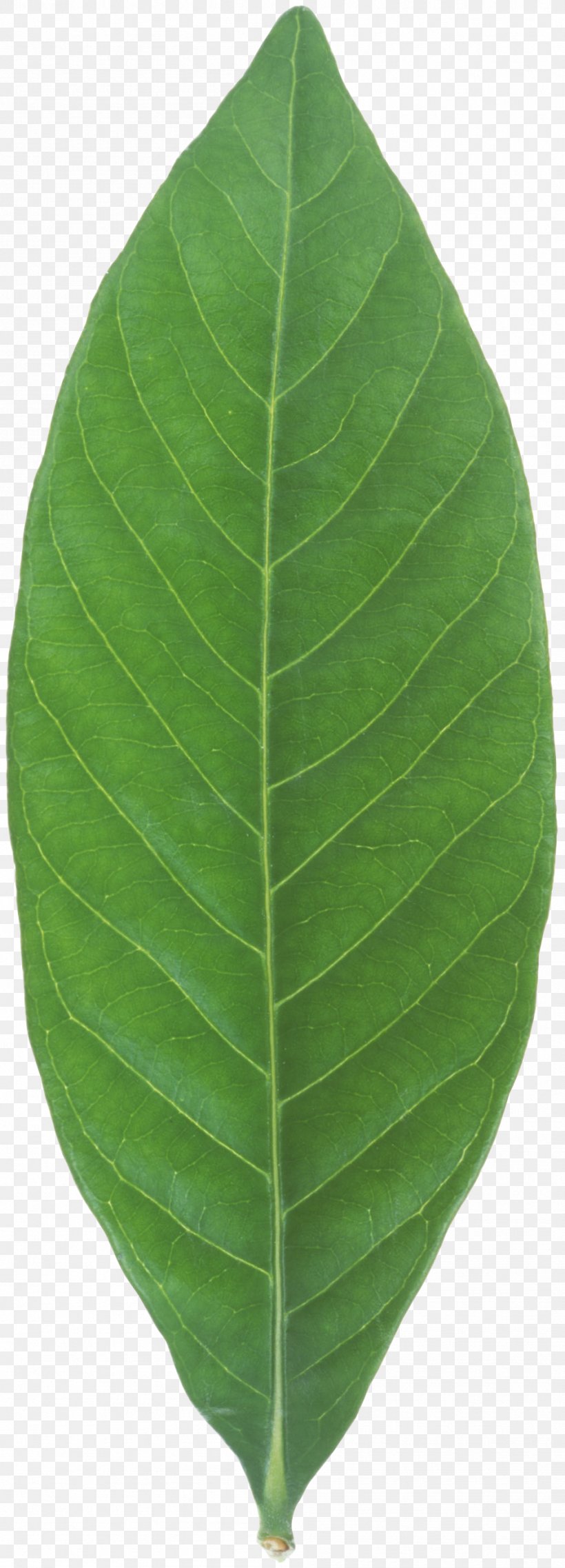 Banana Leaf Plant, PNG, 948x2630px, Banana Leaf, Banana, Leaf, Plant Download Free