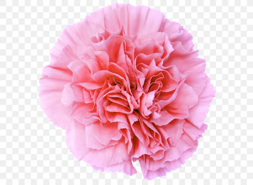 Desktop Wallpaper Pink Flowers Clip Art, PNG, 626x600px, Pink Flowers, Blue, Carnation, Cut Flowers, Floral Design Download Free