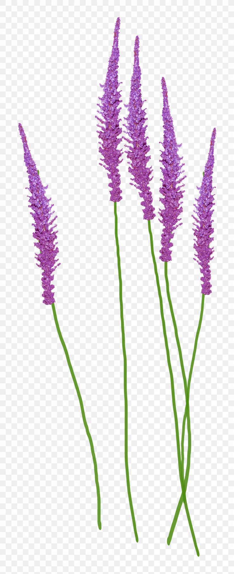 English Lavender Violet Clip Art, PNG, 1049x2568px, English Lavender, Data Compression, Flower, Flowering Plant, Grass Download Free