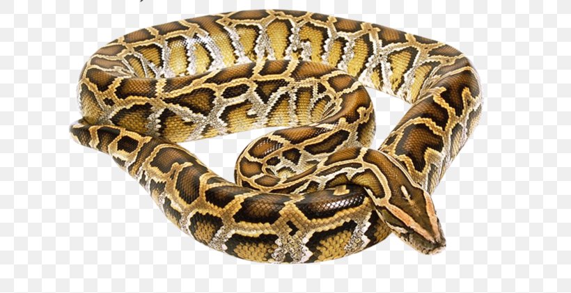 Snake Reptile Vipers Boa Constrictor Deinagkistrodon, PNG, 699x421px, Snake, Boa Constrictor, Boas, Boinae, Deinagkistrodon Download Free