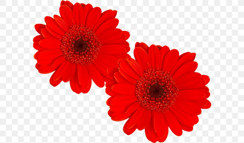 Transvaal Daisy Cut Flowers Chrysanthemum Dahlia Petal, PNG, 600x482px, Transvaal Daisy, Annual Plant, Chrysanthemum, Chrysanths, Cut Flowers Download Free