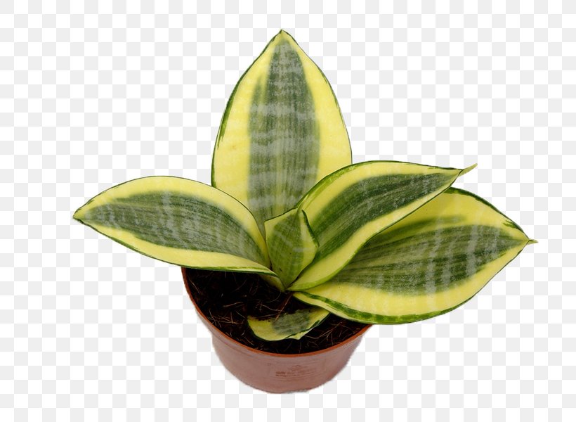 Vipers Bowstring Hemp Sansevieria Cylindrica Leaf Houseplant Succulent Plant, PNG, 800x600px, Vipers Bowstring Hemp, Agave, Aloe, Flowerpot, Green Download Free