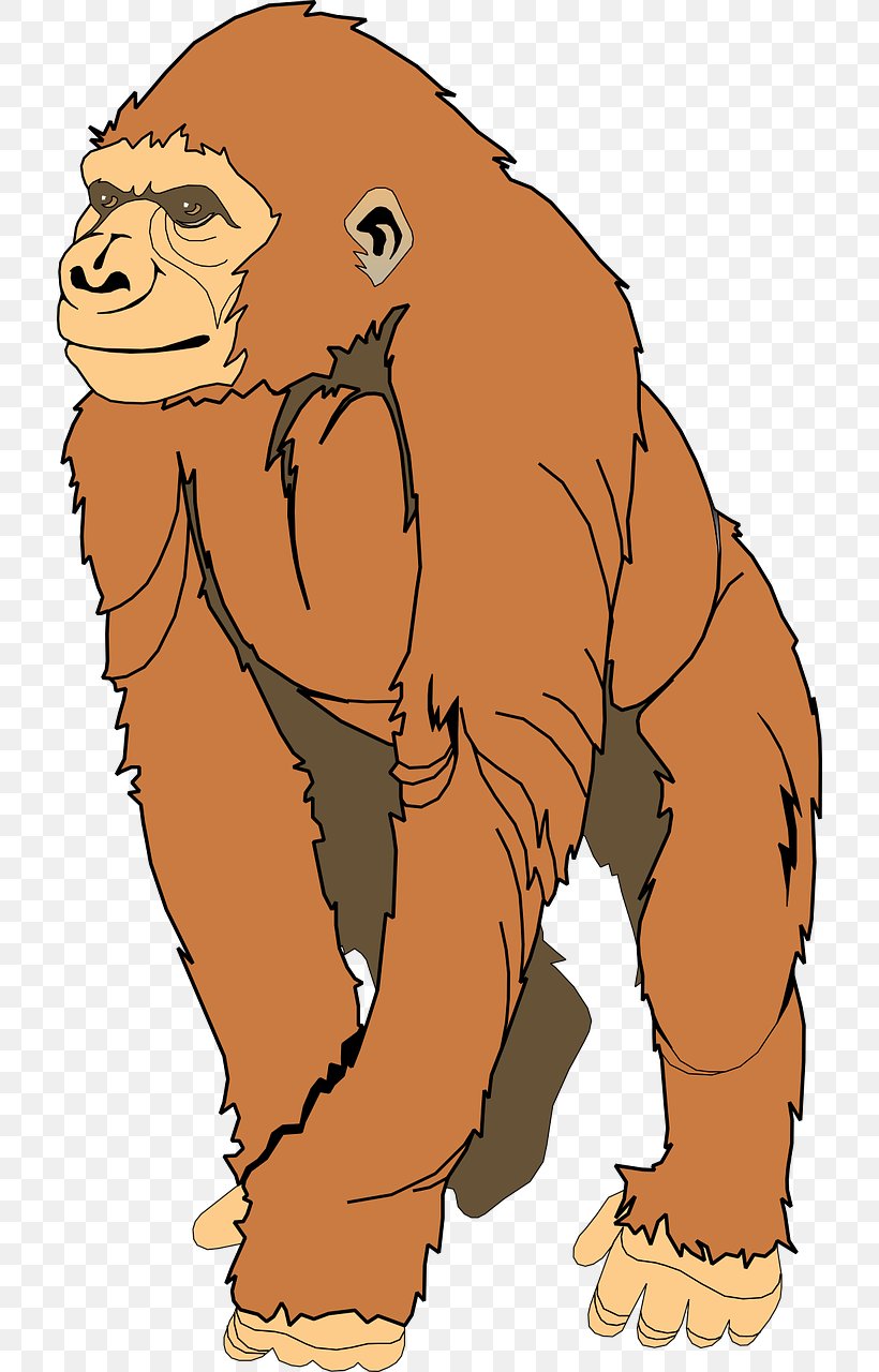 Ape Gorilla Clip Art, PNG, 714x1280px, Ape, Art, Bear, Carnivoran, Cartoon Download Free