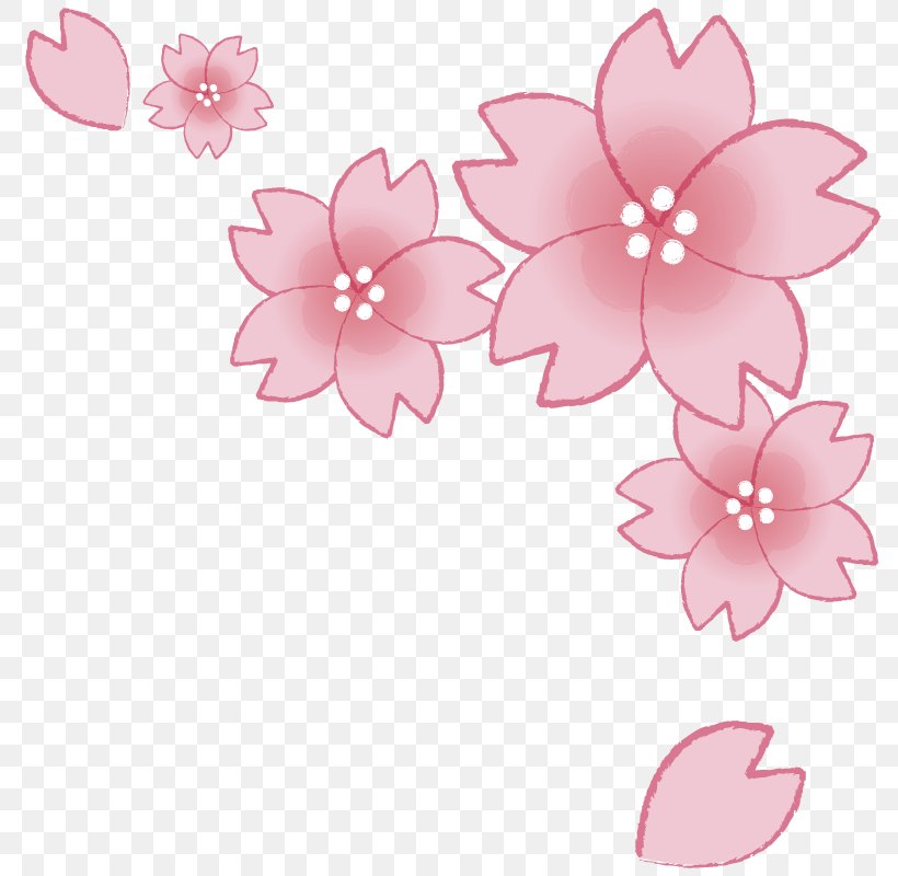 Cherry Blossom Graduation Ceremony 花吹雪, PNG, 800x800px, Cherry Blossom, Blossom, Cherry, Flora, Floral Design Download Free