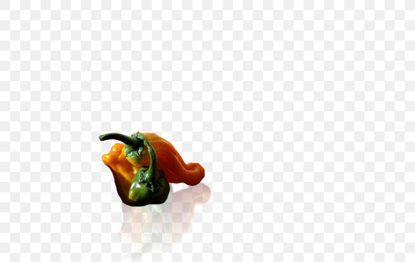 Chili Pepper Capsicum Annuum Scoville Unit Units Of Measurement Close-up, PNG, 700x518px, Chili Pepper, Beak, Bell Peppers And Chili Peppers, Bird, Capsicum Download Free
