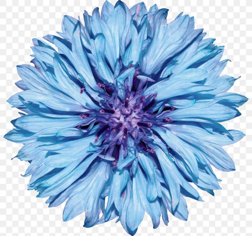 Cornflower Blue Royalty-free Stock Photography, PNG, 800x770px, Cornflower, Aster, Blue, Blue Flower, Chrysanths Download Free