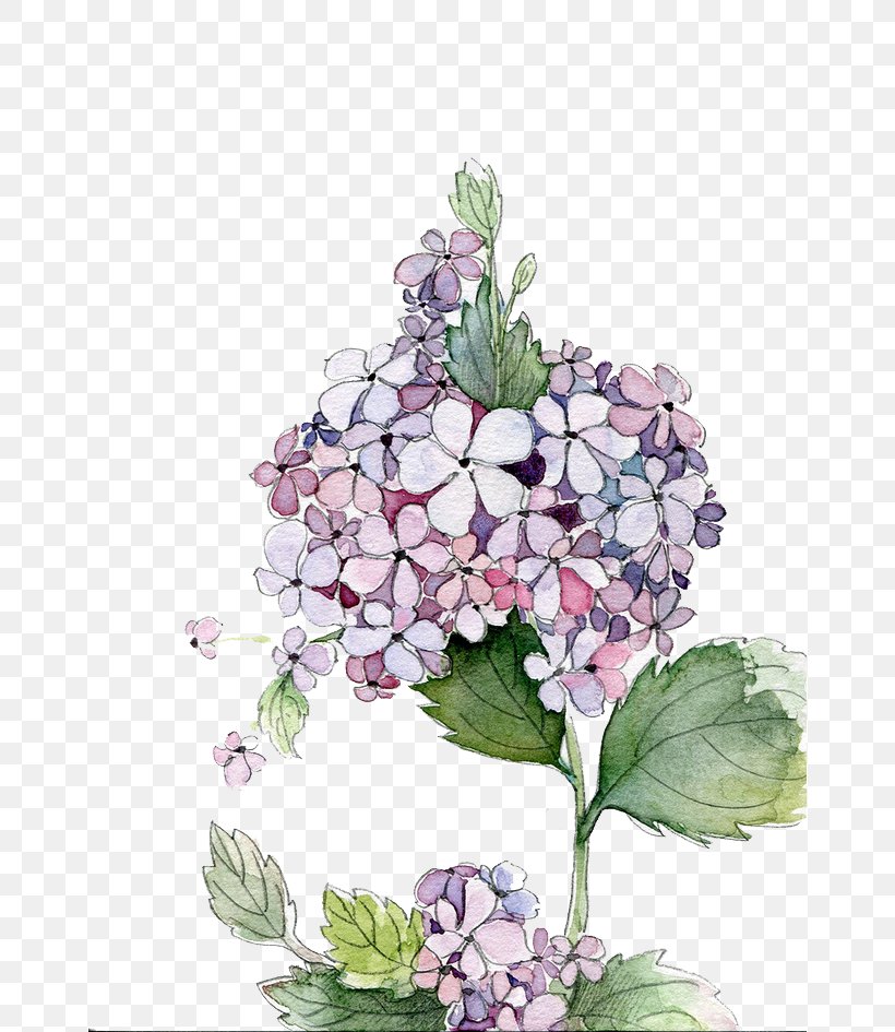 Hydrangea Watercolor Painting Flower, PNG, 658x945px, Hydrangea, Cornales, Cut Flowers, Drawing, Floral Design Download Free
