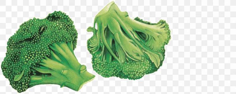 Leaf Vegetable Broccoli Chou Blog Association Kokopelli, PNG, 1710x682px, Leaf Vegetable, Association Kokopelli, Biological Classification, Blog, Brassica Oleracea Download Free