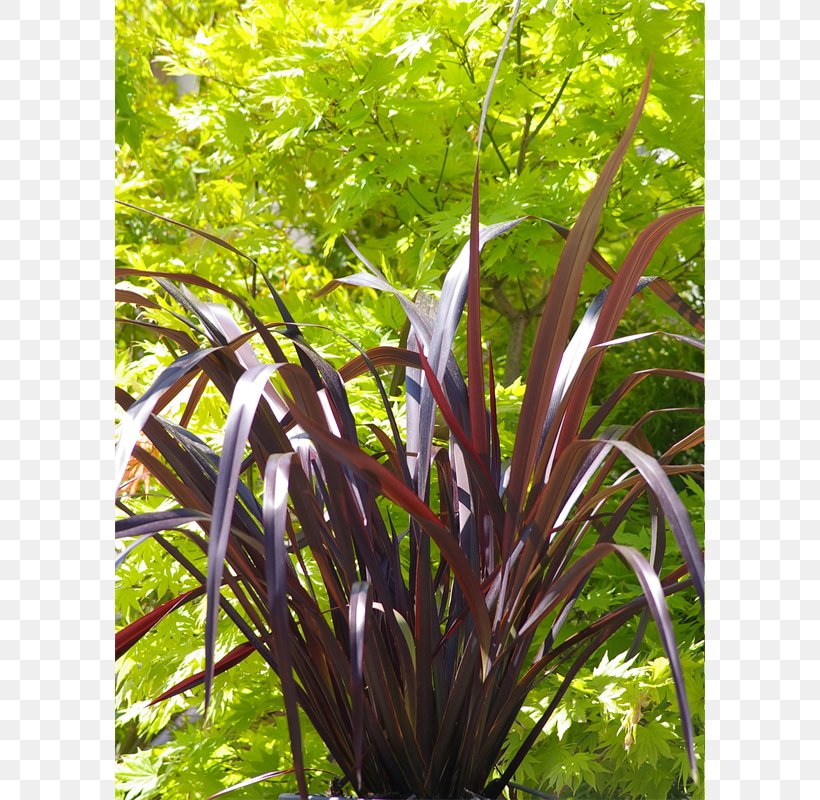 Phormium Tenax Flax In New Zealand Phormium Colensoi Plant, PNG, 800x800px, Phormium Tenax, Blackadder, California Lilacs, Color, Dahlia Imperialis Download Free