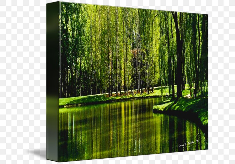 Weeping Willow Avond (Evening): The Red Tree Art Painting, PNG, 650x573px, Weeping Willow, Art, Avond Evening The Red Tree, Bayou, Biome Download Free
