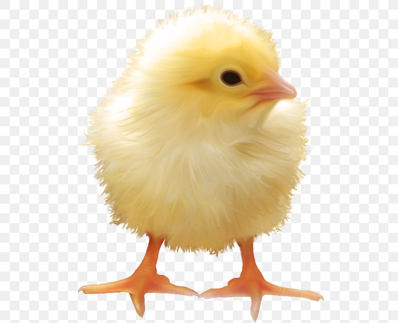 Yellow-hair Chicken, PNG, 519x666px, Yellowhair Chicken, Animation, Beak, Bird, Chicken Download Free
