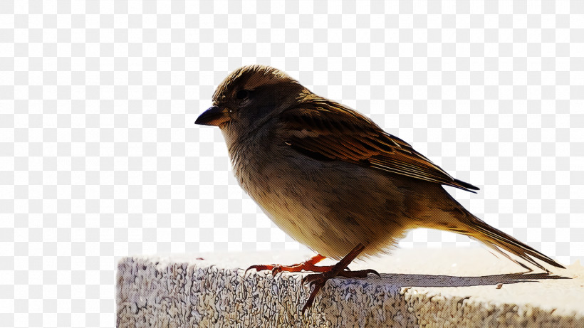 Bird, PNG, 1920x1080px, Bird, Beak, Emberizidae, Finch, House Sparrow Download Free