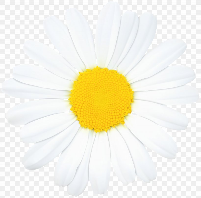 Oxeye Daisy Chrysanthemum Transvaal Daisy, PNG, 8000x7885px, Oxeye Daisy, Chrysanthemum, Chrysanths, Daisy, Daisy Family Download Free