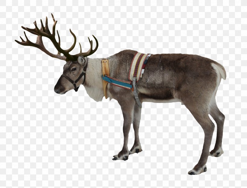 Reindeer Clip Art, PNG, 1906x1454px, Rudolph, Antler, Deer, Horn, Mammal Download Free