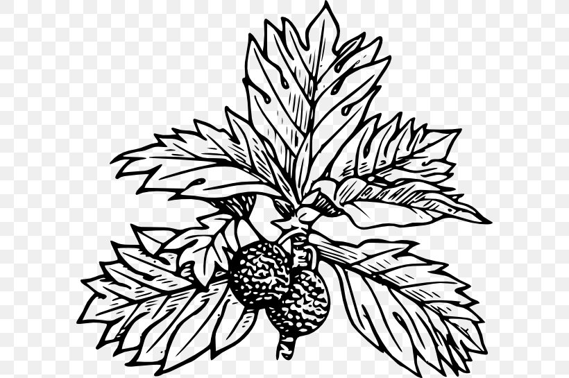 Breadfruit Leaf Tree Clip Art, PNG, 600x545px, Breadfruit, Artocarpus, Artwork, Black And White, Branch Download Free