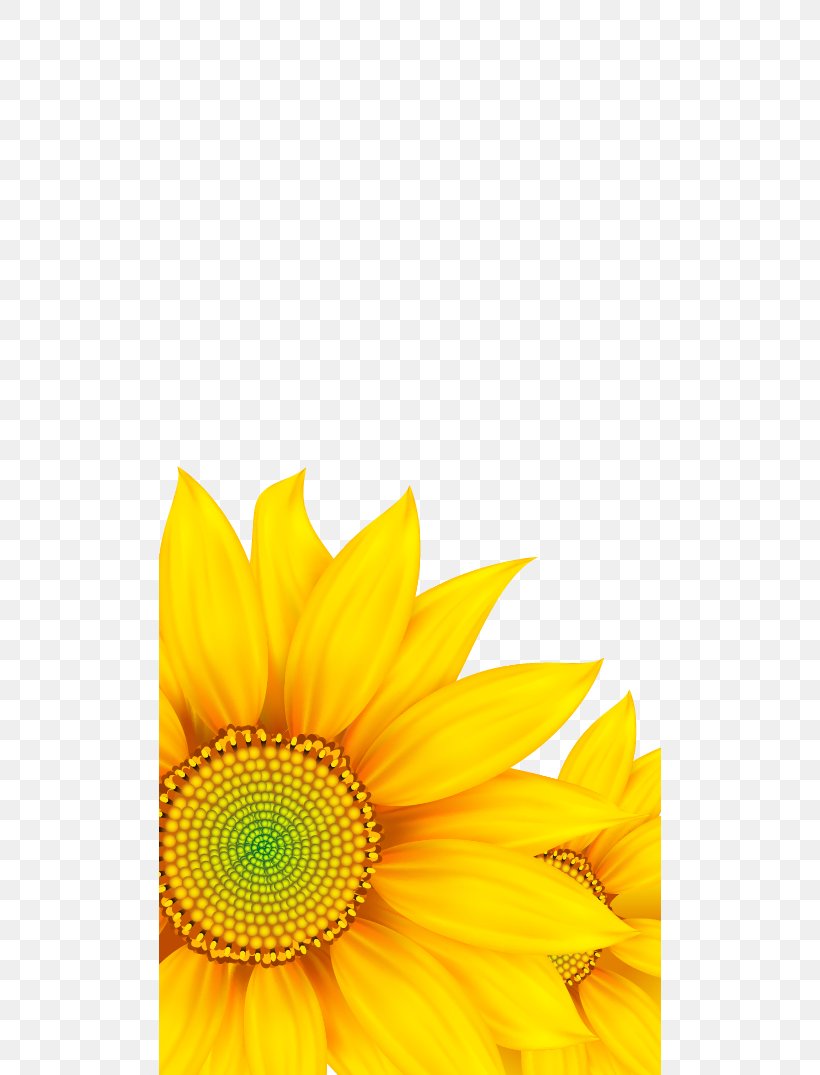 Common Sunflower Clip Art, PNG, 502x1075px, Common Sunflower, Art Deco, Daisy Family, Flower, Flowering Plant Download Free