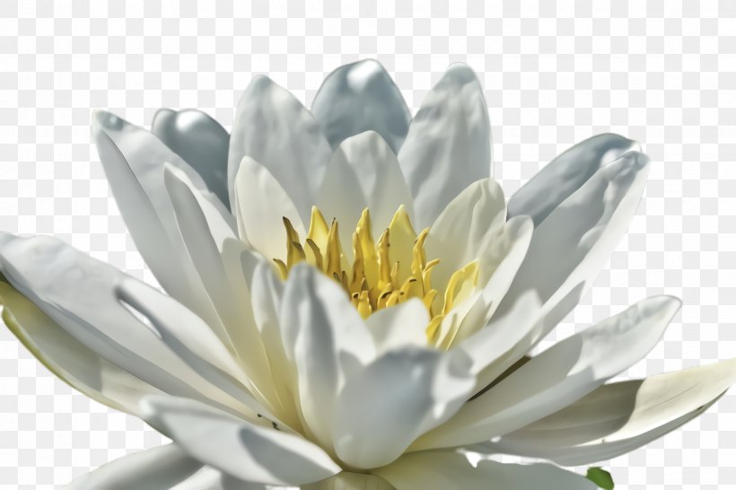 Fragrant White Water Lily Flower White Petal Plant, PNG, 2448x1632px, Fragrant White Water Lily, Aquatic Plant, Flower, Flowering Plant, Lotus Family Download Free