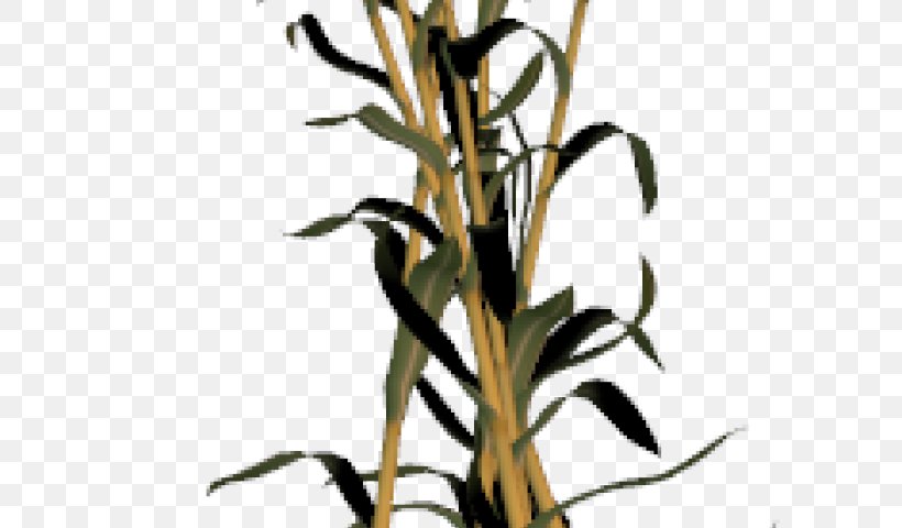 Grass Flower, PNG, 640x480px, Corn, Flower, Grass, Grass Family, Plant Download Free