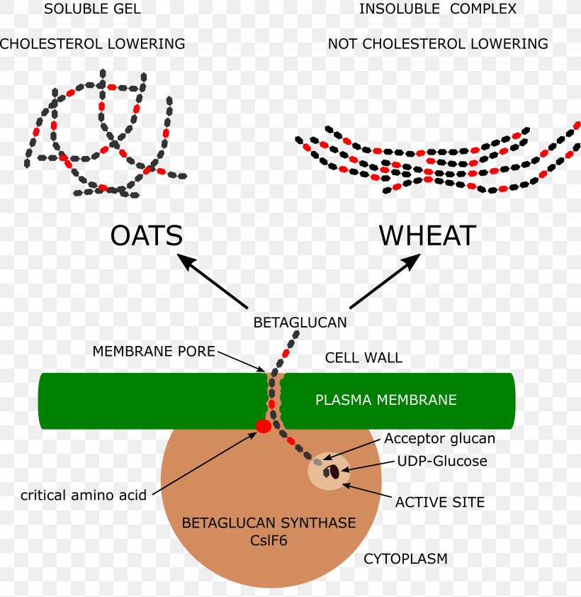 Oat Beta-glucan Wheat, PNG, 3890x3995px, Betaglucan, Area, Barley, Bread, Carbohydrate Download Free