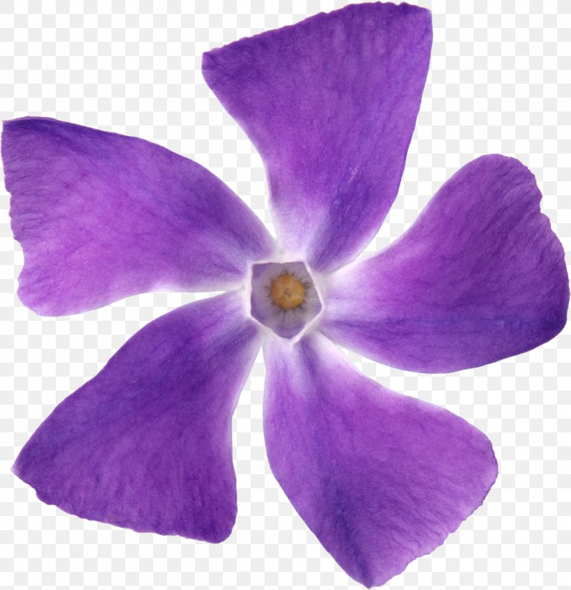 Purple Flower Petal Violet Lilac, PNG, 1046x1080px, Purple, Blue, Color, Flower, Flowering Plant Download Free