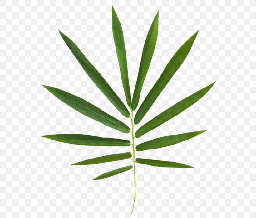 Arecaceae Stock Photography Royalty-free, PNG, 700x700px, Arecaceae, Arecales, Asian Pigeonwings, Flower, Grass Download Free