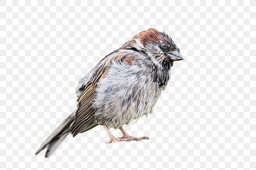 Bird House Sparrow Sparrow Beak Perching Bird, PNG, 1920x1280px, Bird, Beak, Finch, House Sparrow, Paint Download Free