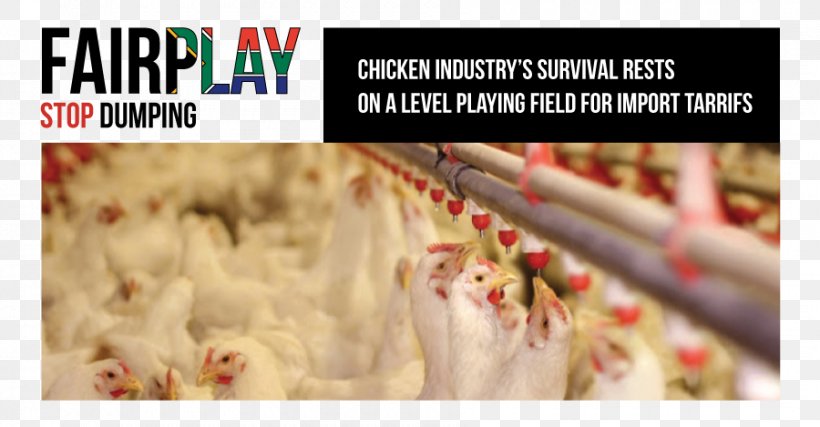 Broiler Chicken Health Enteritis Poultry, PNG, 900x469px, Broiler, Advertising, Antibiotics, Avian Influenza, Brand Download Free