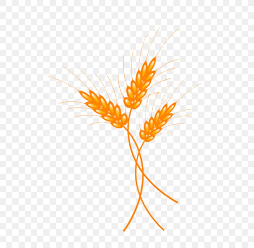 Grasses Illustration, PNG, 800x800px, Grasses, Commodity, Computer, Family, Flowering Plant Download Free