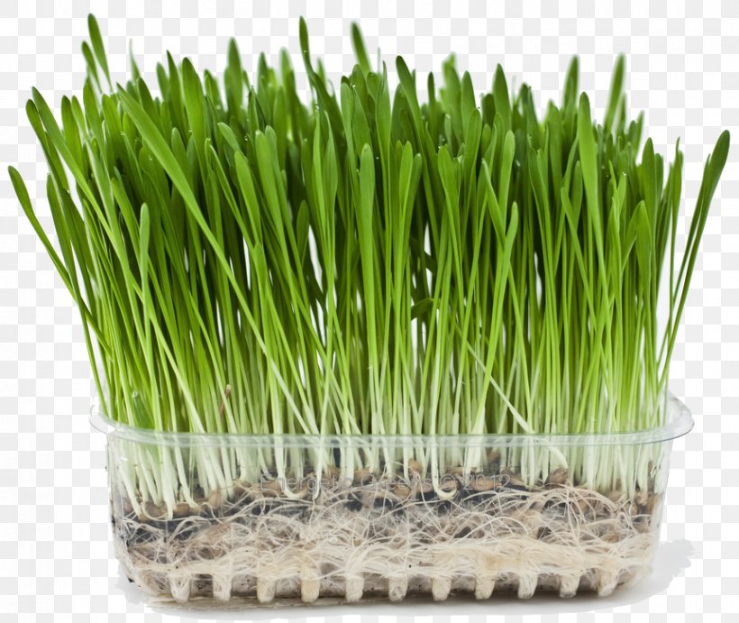 Juice Organic Food Barley Wheatgrass Grasses, PNG, 862x727px, Juice, Barley, Commodity, Extract, Food Download Free