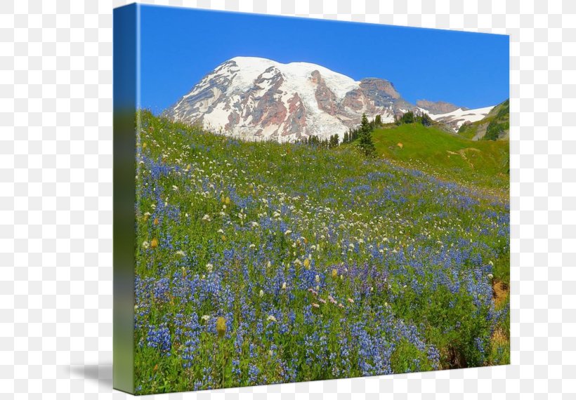 Nisqually Glacier Mount Rainier National Park Mount Scenery, PNG, 650x570px, Mount Rainier, Bluebonnet, Ecoregion, Ecosystem, Fell Download Free