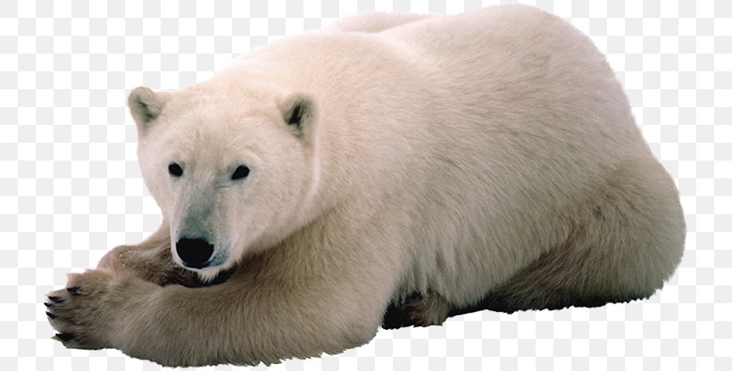 Polar Bear Arctic Mathematics Svalbard, PNG, 724x416px, Polar Bear, Algebraic Equation, Algebraic Number, Animal, Arctic Download Free