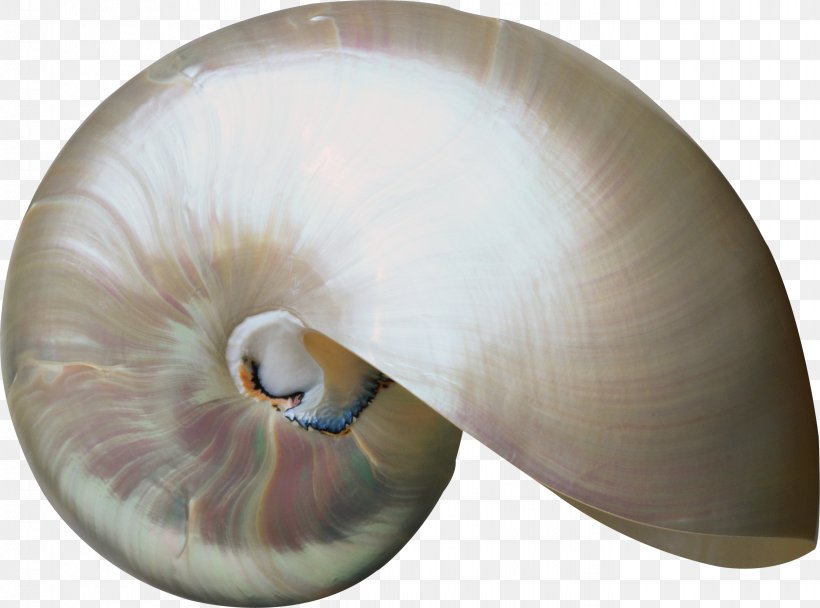 Seashell Invertebrate Molluscs Nautilida Clip Art, PNG, 2687x1995px, Seashell, Animal, Chitin, Digital Image, Invertebrate Download Free