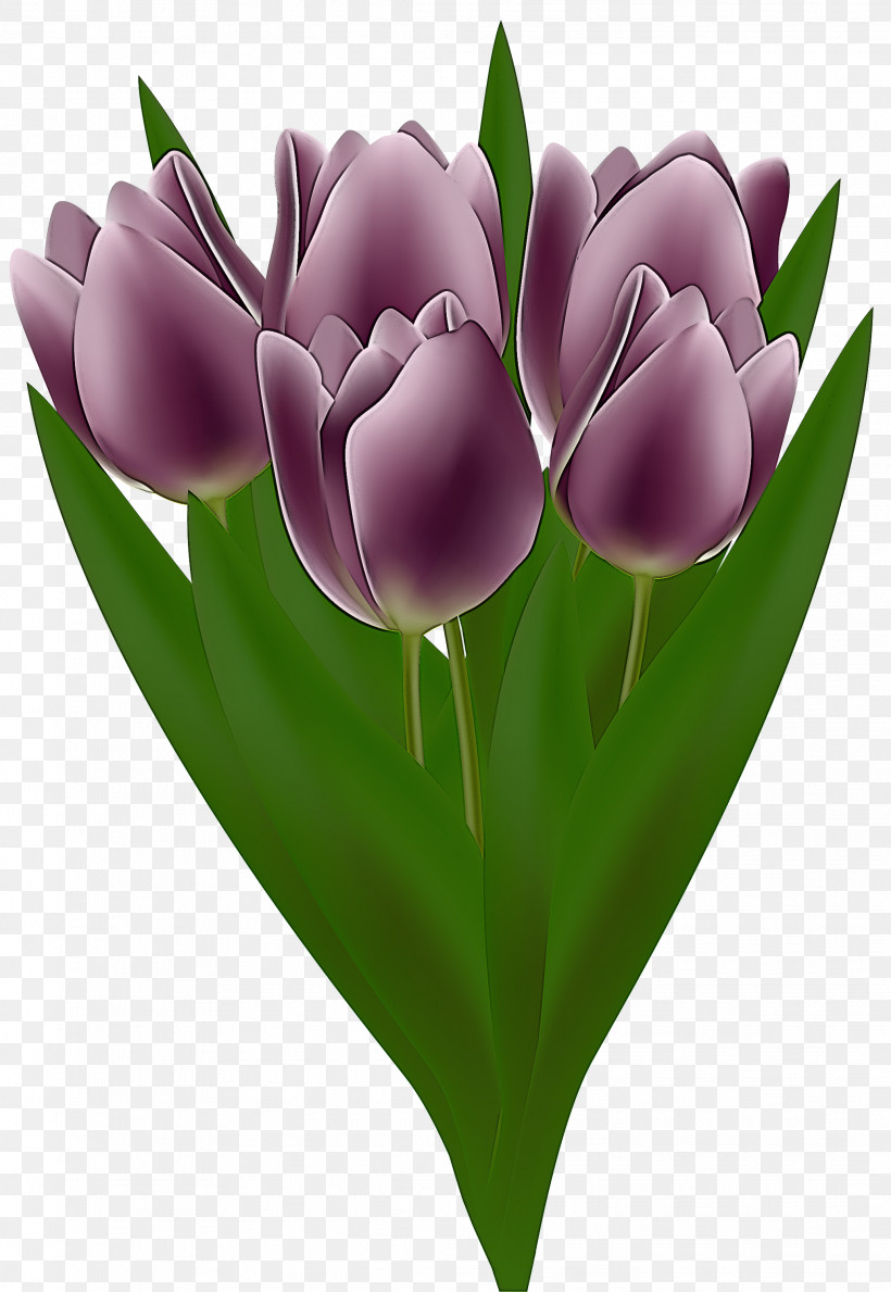 Tulip Flower Petal Purple Violet, PNG, 2067x2999px, Tulip, Crocus, Cut Flowers, Flower, Lily Family Download Free