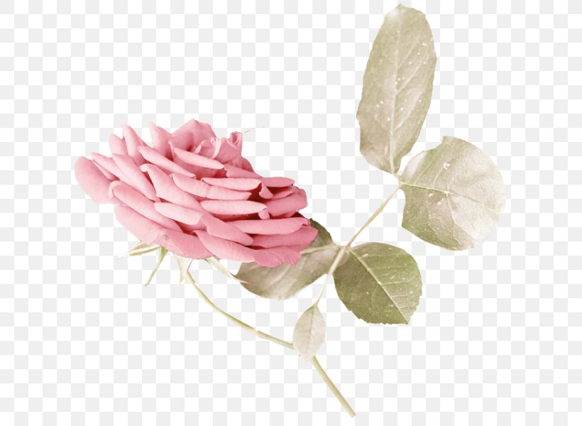 Cabbage Rose Garden Roses Cut Flowers Petal Plant Stem, PNG, 610x600px, Cabbage Rose, Cut Flowers, Flower, Flowering Plant, Garden Download Free