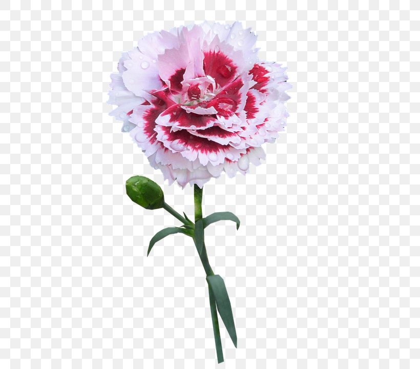 Carnation Flower Image Photograph, PNG, 405x720px, Carnation, Artificial Flower, Blume, Botany, Bouquet Download Free
